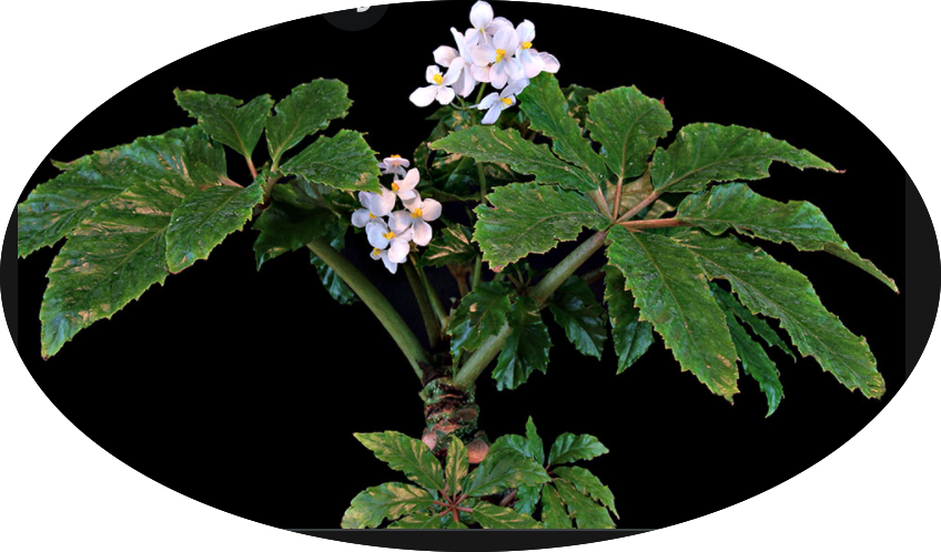Begonia Carolineifolia