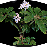 Begonia Carolineifolia