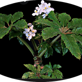Begonia Carolineifolia
