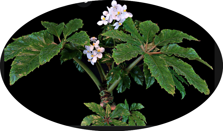 Begonia Carolineifolia
