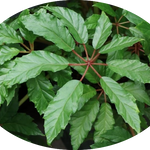Begonia Carolineifolia