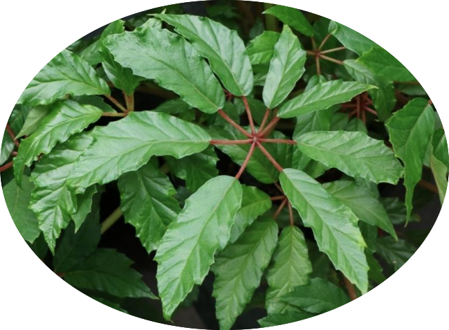 Begonia Carolineifolia