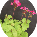 Pelargonium per Kusamono 22