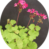 Pelargonium per Kusamono 22