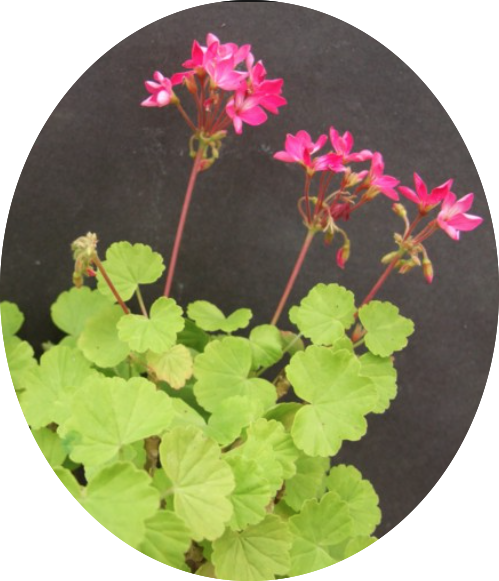 Pelargonium per Kusamono 22