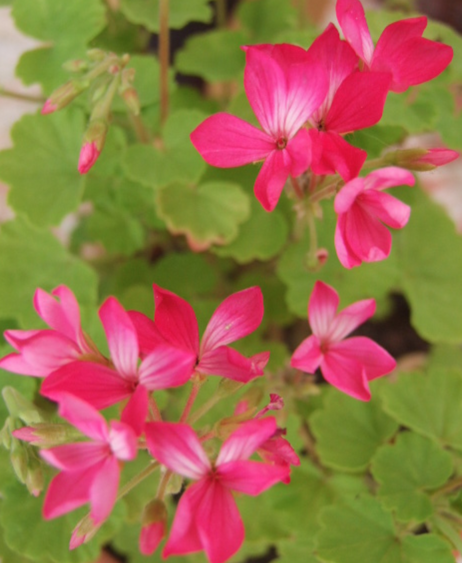 Pelargonium per Kusamono 22
