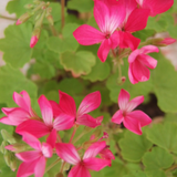 Pelargonium per Kusamono 22