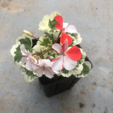 Pelargonium per Kusamono 23