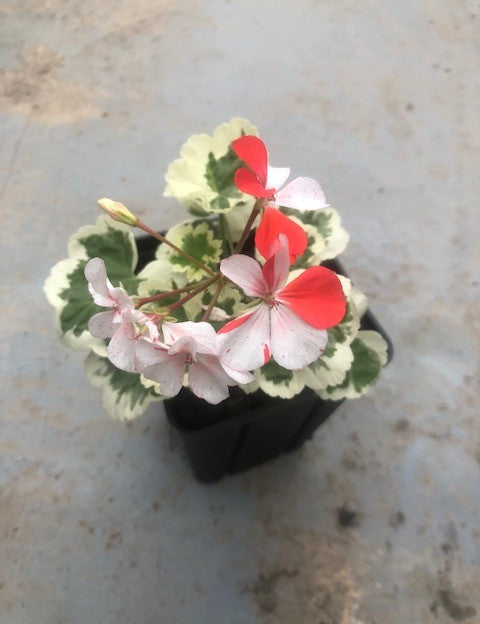 Pelargonium per Kusamono 23