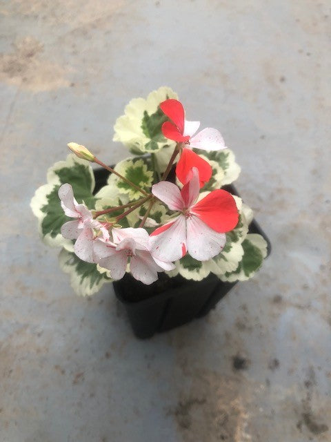 Pelargonium per Kusamono 23