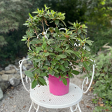 Azalea Encore Sangria  (r) rifiorente