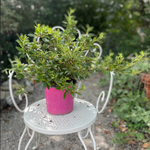 Azalea Encore Sweetheart  (r) rifiorente già ambientate all'esterno