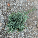 Juniperus horizontalis monber cm. 30/40