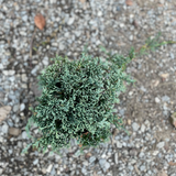 Juniperus horizontalis monber cm. 30/40
