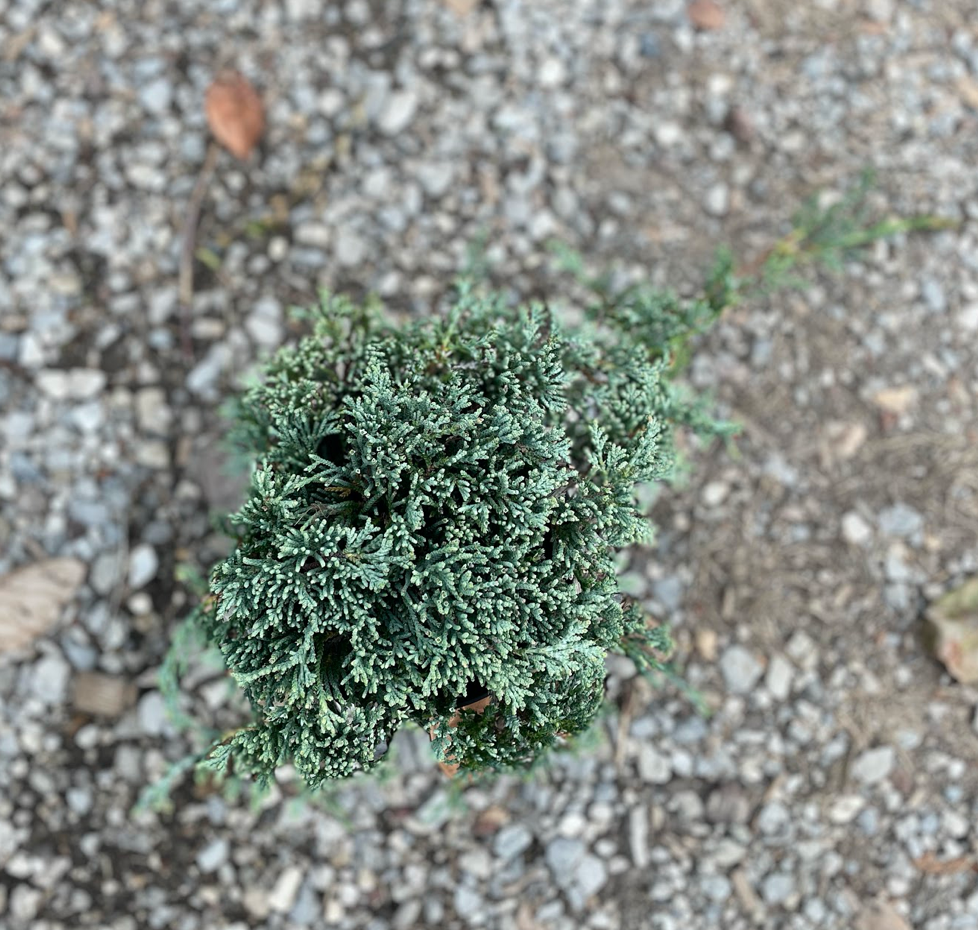 Juniperus horizontalis monber cm. 30/40