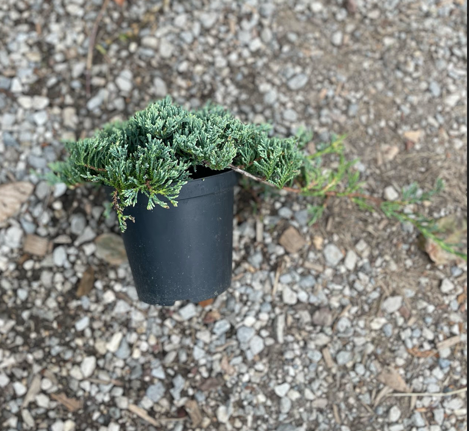 Juniperus horizontalis monber cm. 30/40