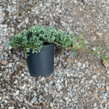 Juniperus horizontalis monber cm. 30/40
