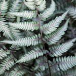 Athyrium Niponicum metallicum v.9