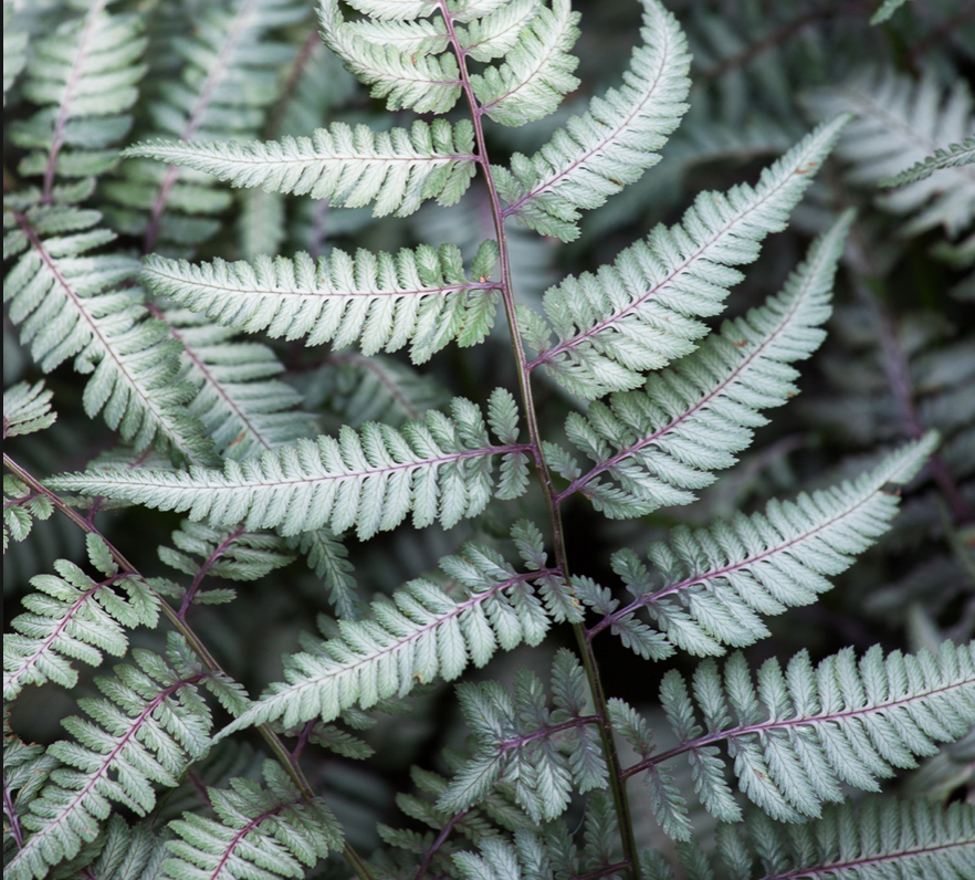 Athyrium Niponicum metallicum v.9