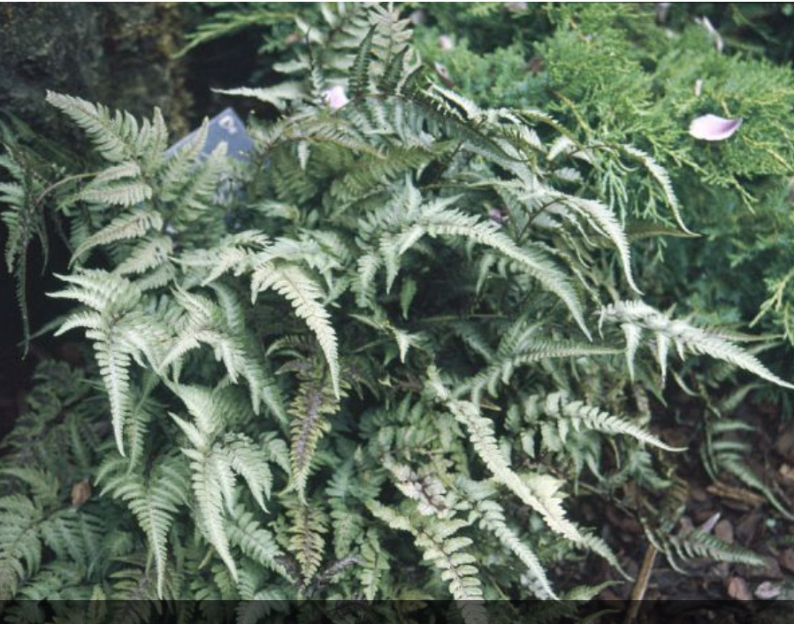 Athyrium Niponicum metallicum v.9