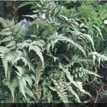 Athyrium Niponicum metallicum v.9