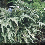 Athyrium Niponicum metallicum v.9