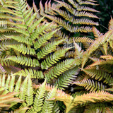 dryopteris erythrosora prolifica felce (Paludosa)
