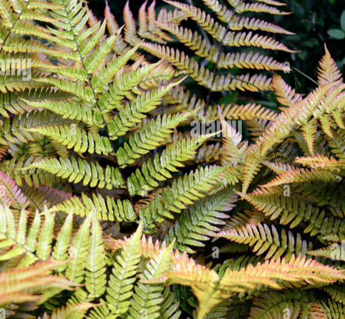 dryopteris erythrosora prolifica felce (Paludosa)