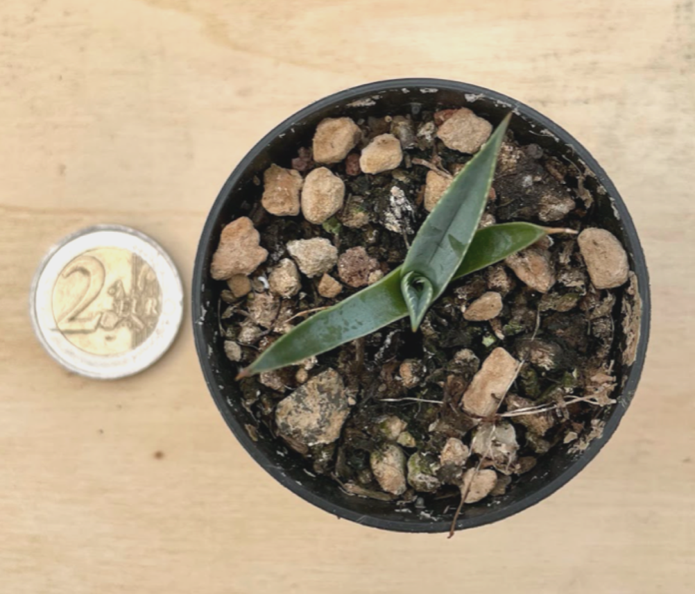 agave uthaensis kaibaensis
