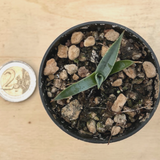 agave uthaensis kaibaensis