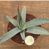 Agave Scabra - La Zarca Zarcensis Blu