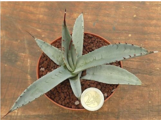 Agave Scabra - La Zarca Zarcensis Blu