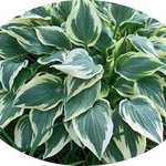 Hosta Chantilly Lace