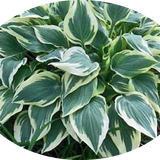 Hosta Chantilly Lace