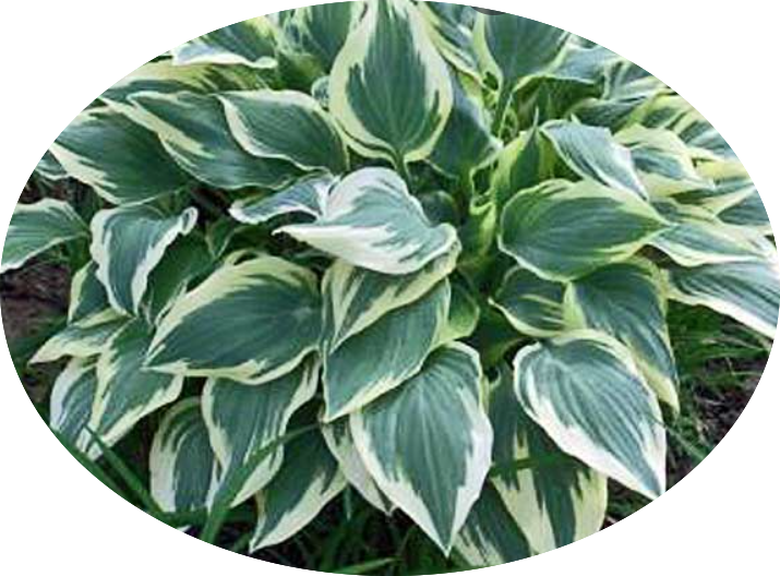 Hosta Chantilly Lace