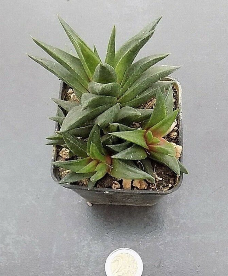Haworthia Viscosa Starkiana