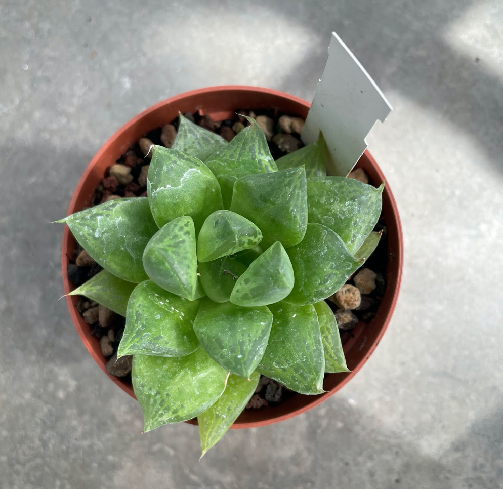 Haworthia cuspidata
