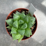 Haworthia cuspidata