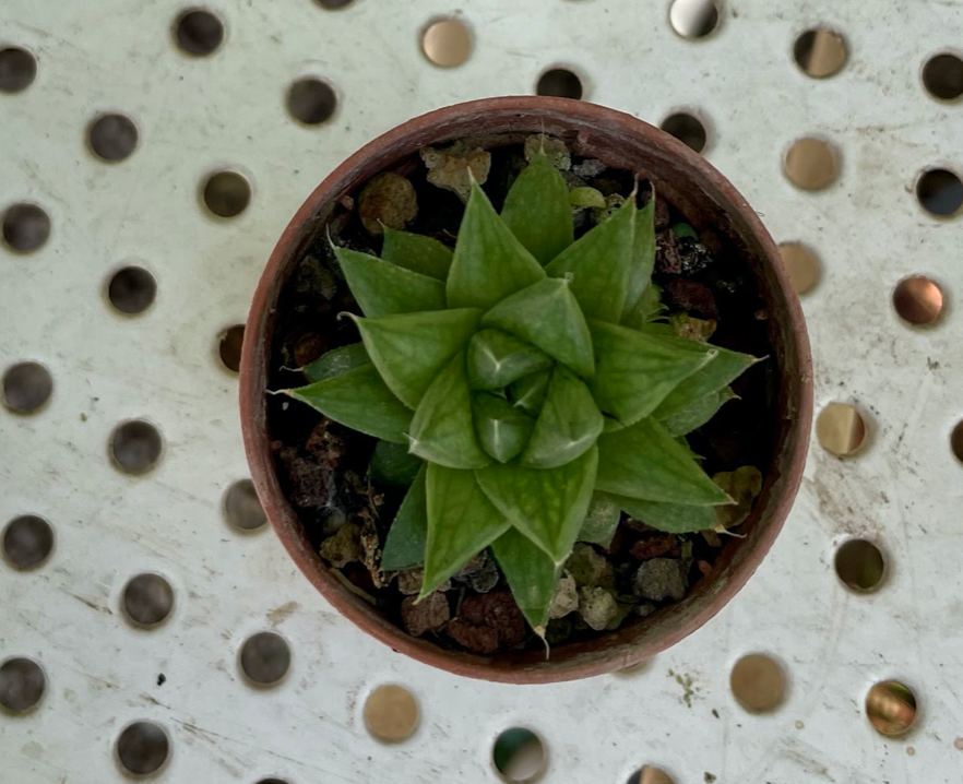 Haworthia gym obesa