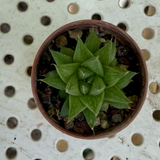 Haworthia gym obesa