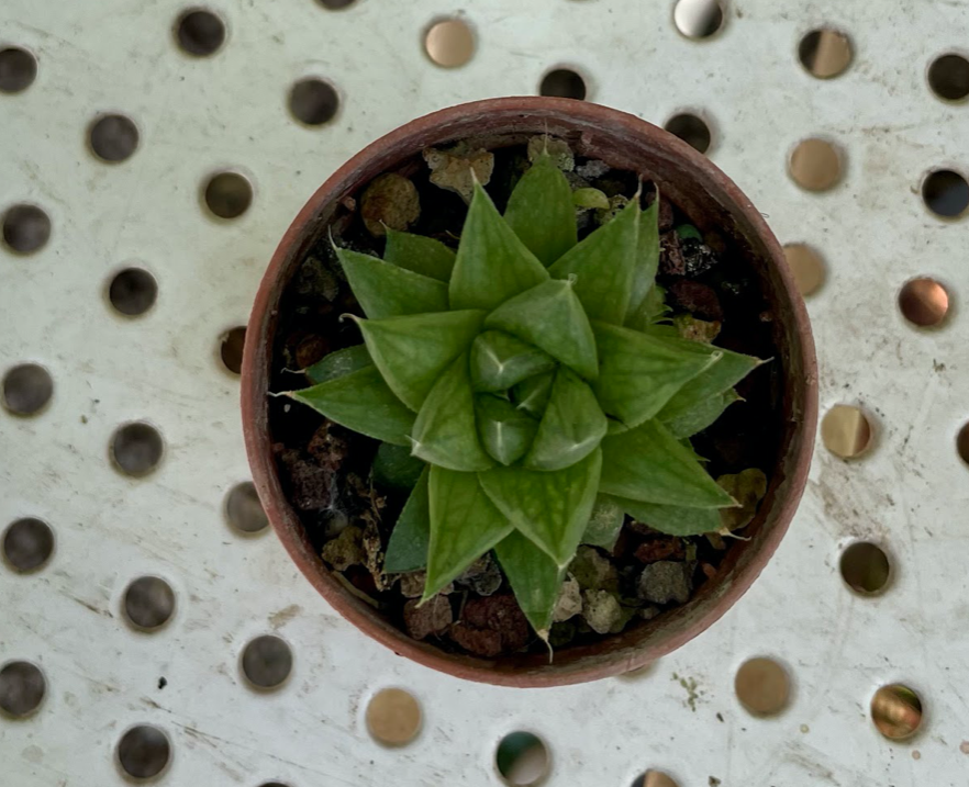 Haworthia gym obesa