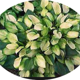 Hosta Janet