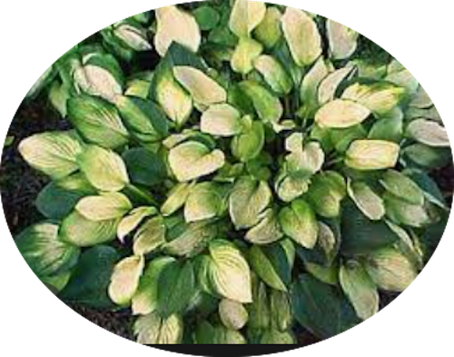 Hosta Janet