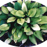 Hosta Janet