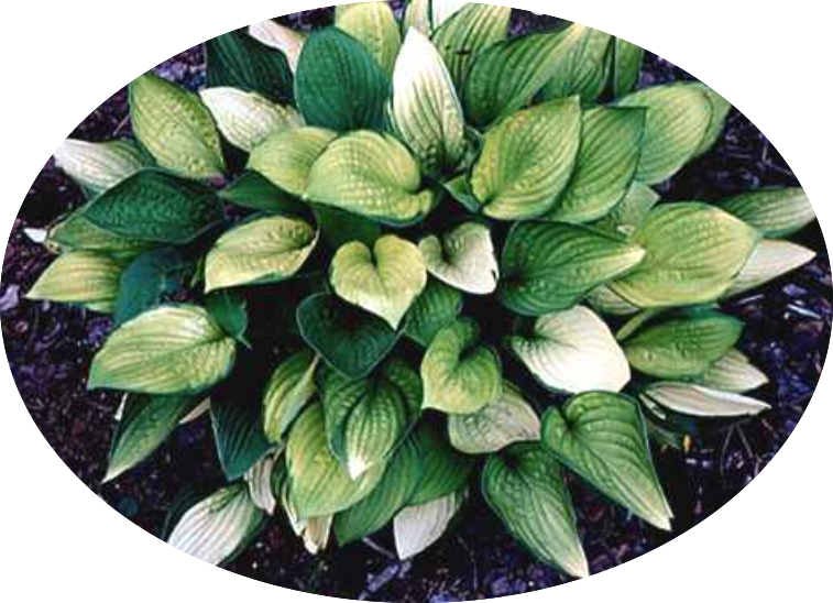 Hosta Janet