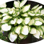 Hosta Janet