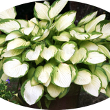 Hosta Janet