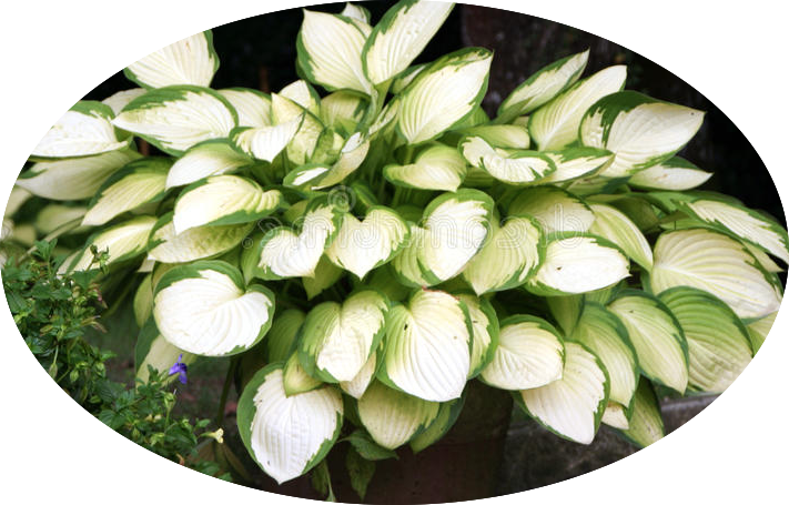 Hosta Janet