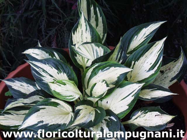 Hosta Revolution