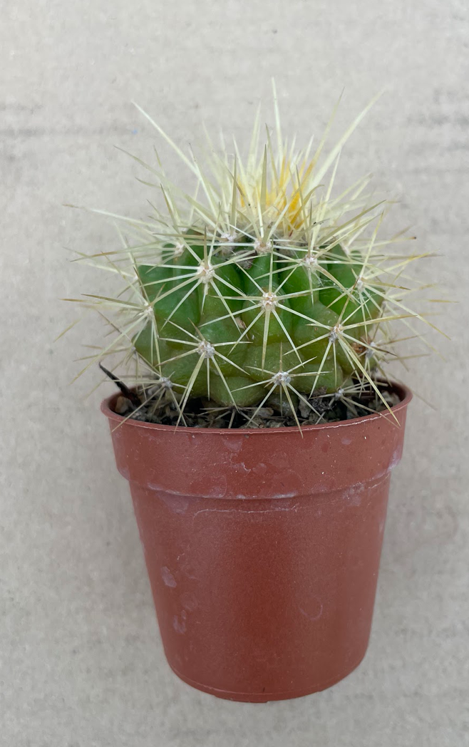 Echinocactus Grusonii